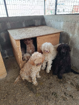 Adoption Patachou