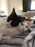 Adopter  chat : Saiki et kupid