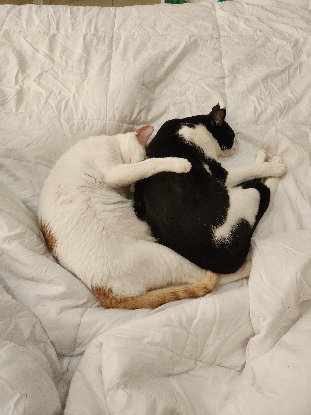 Adopter Saiki et kupid
