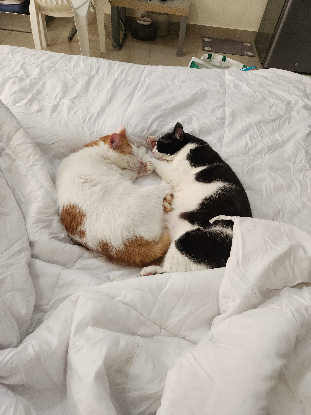 Adopter Saiki et kupid