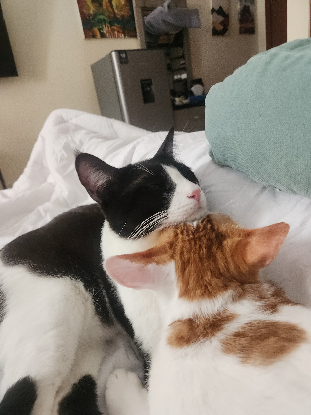 Adoption Saiki et kupid