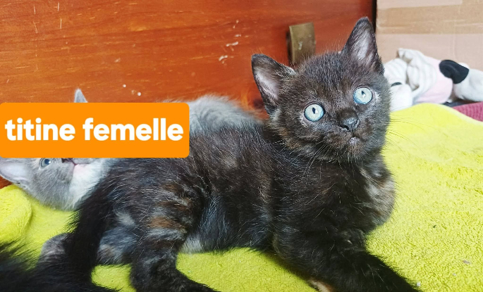Adopter Titine