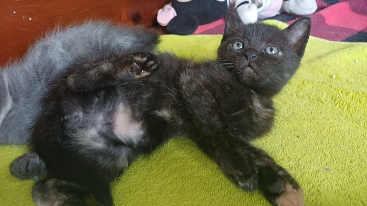 Adopter Titine