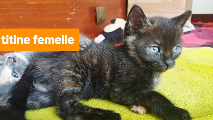 Adopter Titine