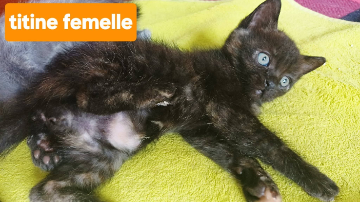 Adoption Titine