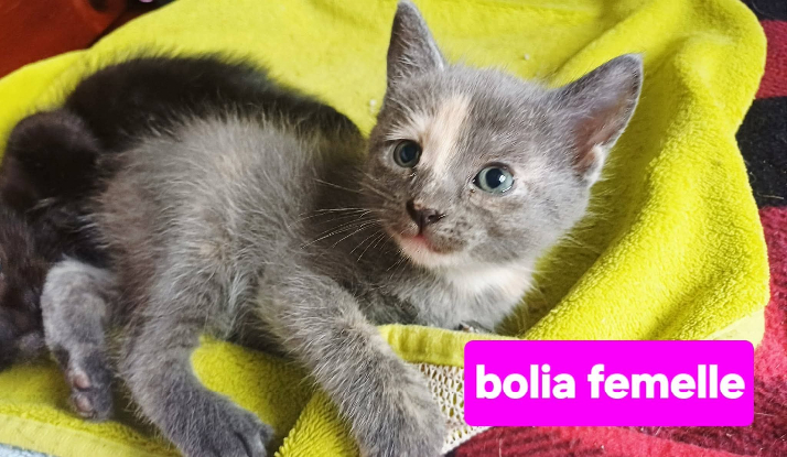Adopter Biola