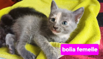 Biola