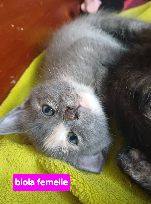 Adopter Biola