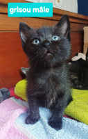 Adopter  chat : Grisou