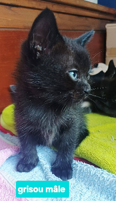Adopter Grisou