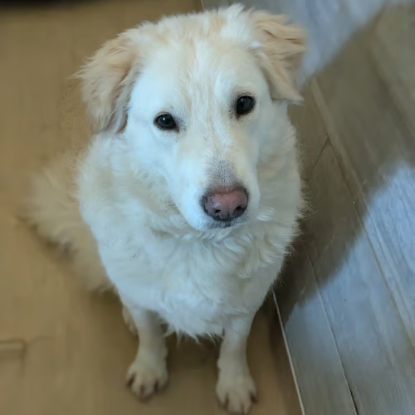 Adoption Leon