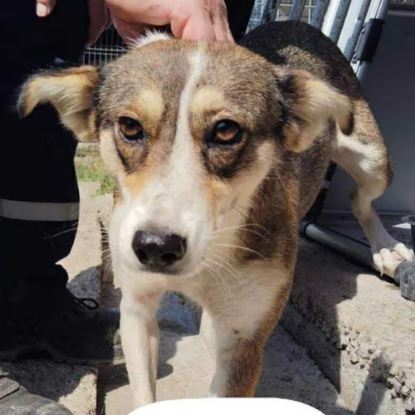 Adopter Hope