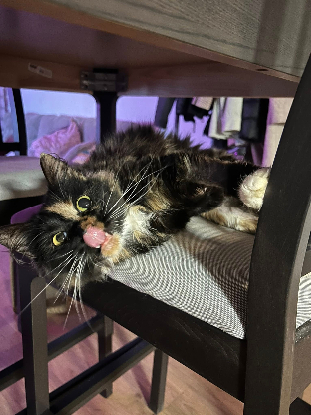 Adoption Wonka