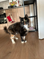 Adopter  chat : Wonka