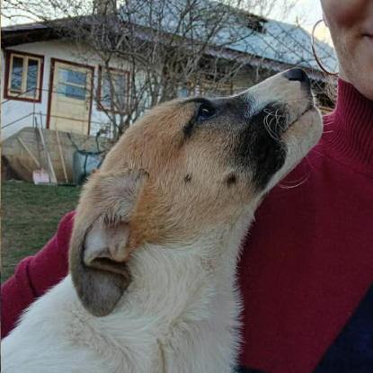 Adopter Barney