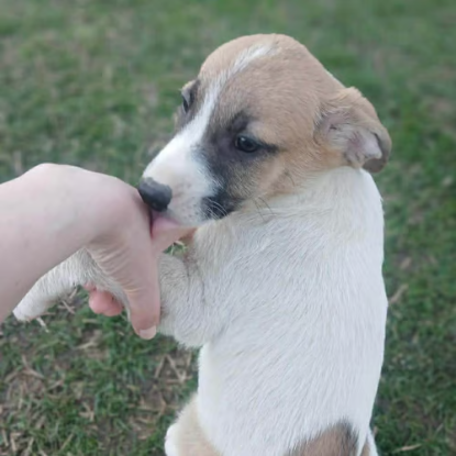 Adopter Barney