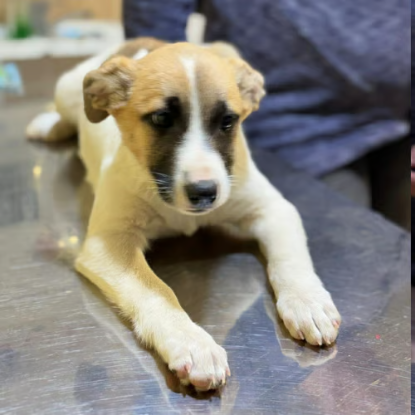 Adoption Barney