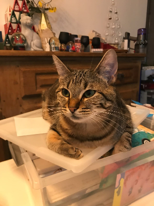 Adopter Athéna