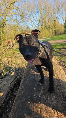 Adoption Paco