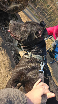 Adopter Paco