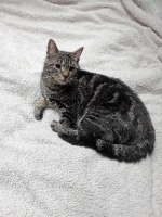 Adopter  chat : Clyde