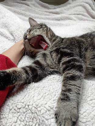 Adopter Clyde
