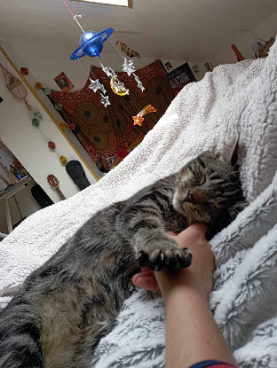 Adoption Clyde