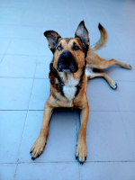 Adopter  chien : Saïko