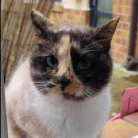 Adopter  chat : Héméra