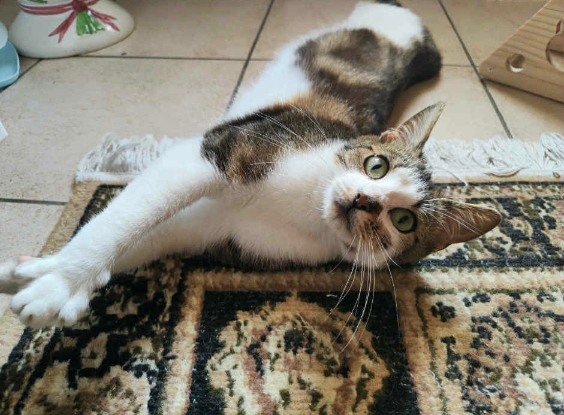 Adopter Lilo