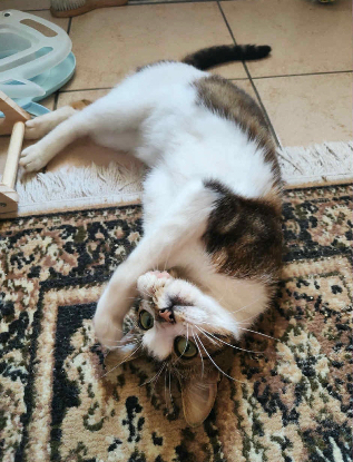 Adopter Lilo