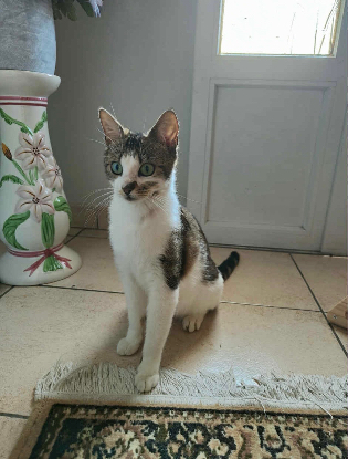 Adoption Lilo