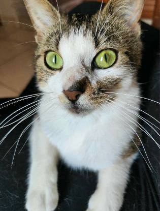Adoption Lilo