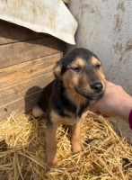 Adopter  chien : Jasmine