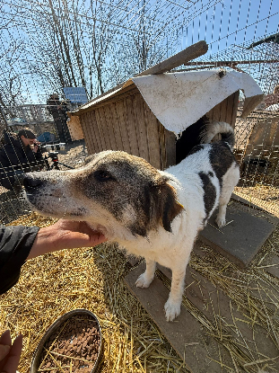 Adopter Castille
