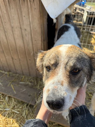 Adopter Castille