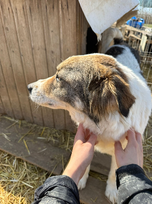 Adopter Castille