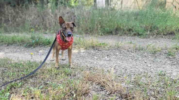 Adopter Pepsi