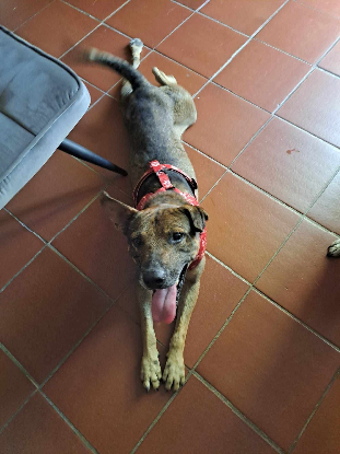 Adoption Pepsi