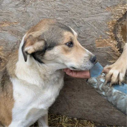 Adopter Duster