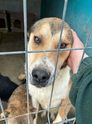 Adopter Duster