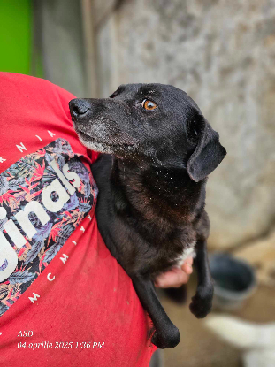 Adopter Alma