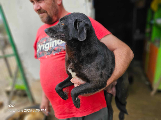 Adopter Alma