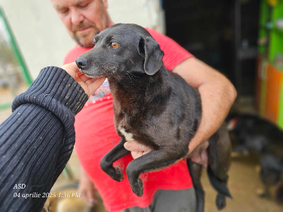 Adoption Alma