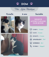Adopter  chat : Dom