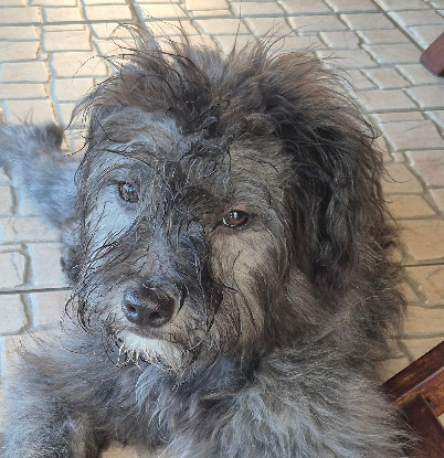 Adopter Roumie