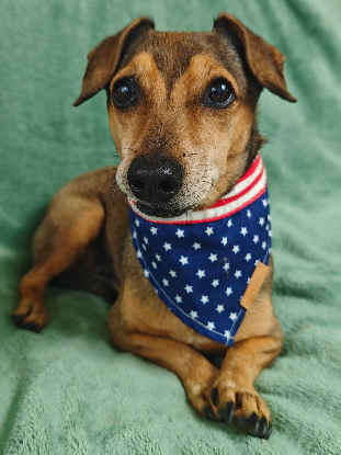 Adopter Arold