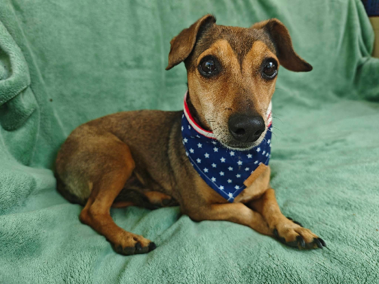 Adopter Arold