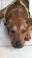 Adopter  chien : Baloo