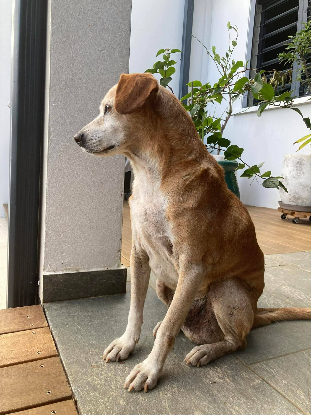 Adopter Michel